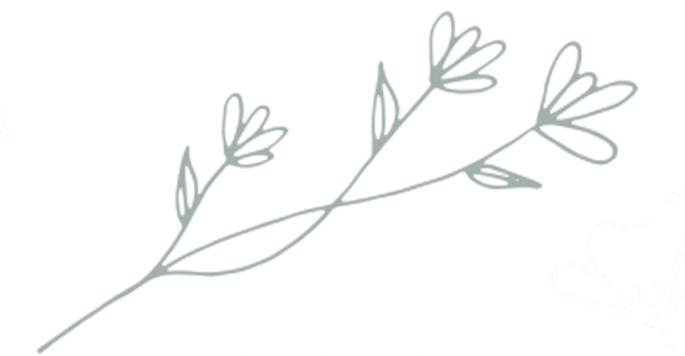 Botanical illustration