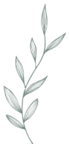 Botanical illustration